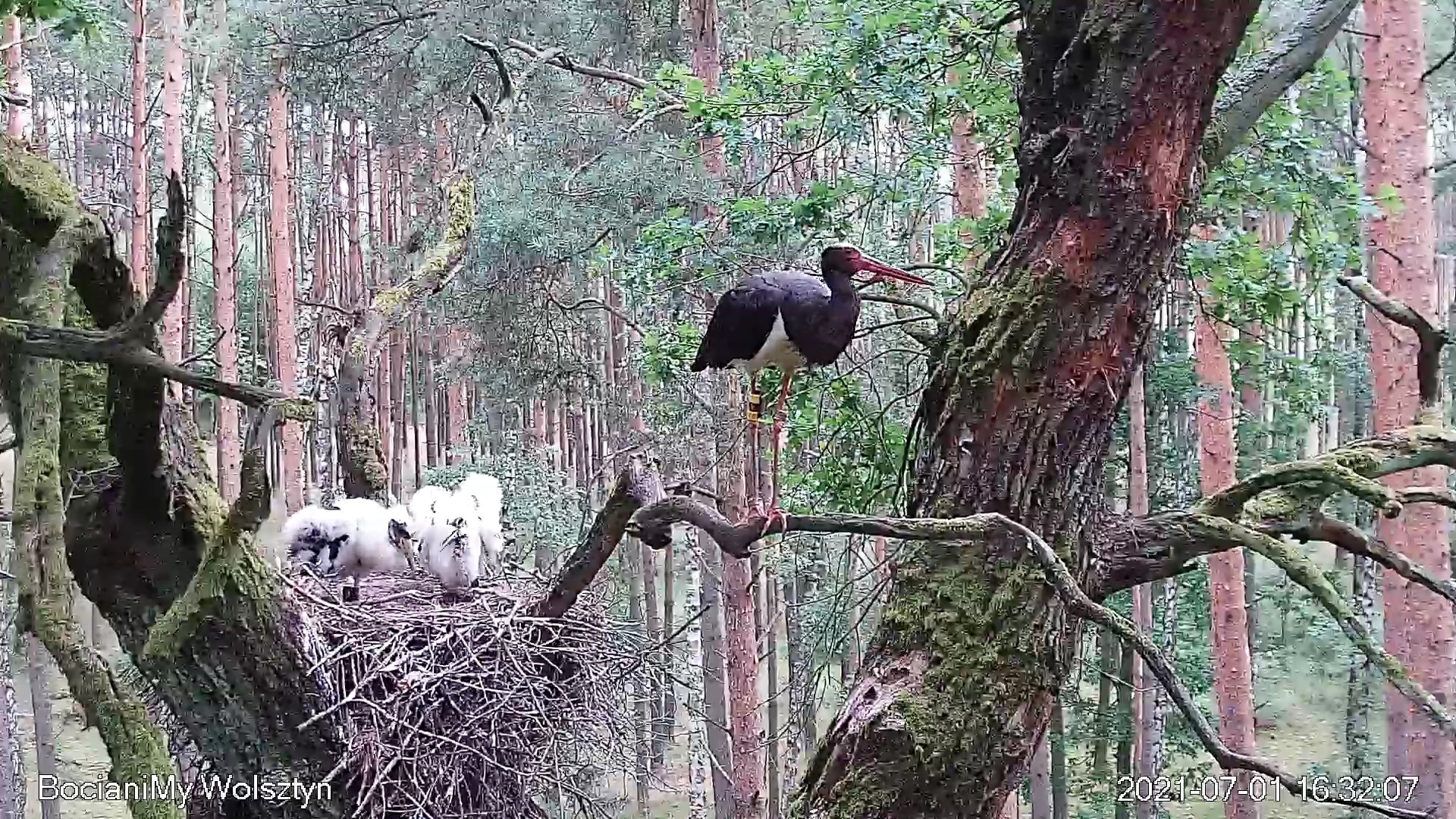 zdjęcie fotopułapki